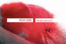Rosa Ciano - Forse cercavi